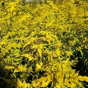 Jasmin officinal 'aureovariegatum' - jasminum officinalis 3l - 90/120cm